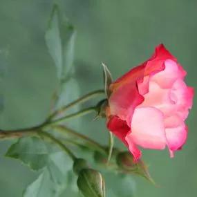 Birthday Girl Floribunda Rose (Rosa Birthday Girl) 2